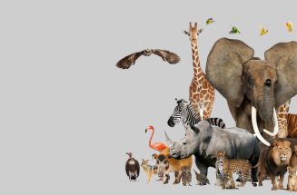 Animal-Ban265